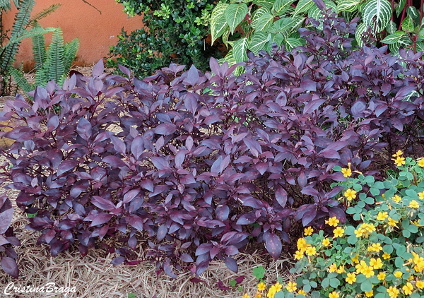 Lutiela - Alternanthera dentata