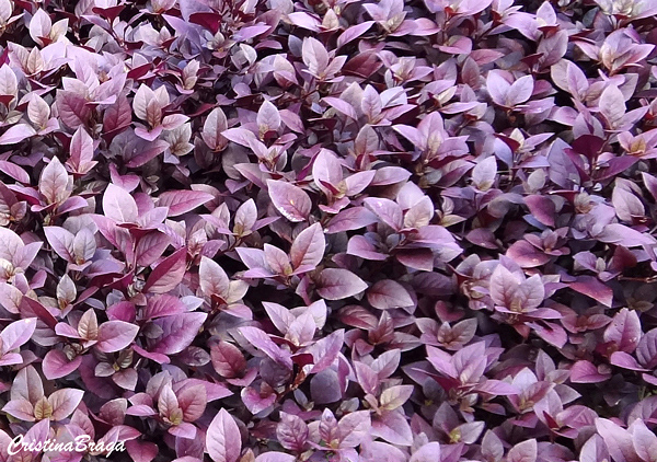Lutiela - Alternanthera dentata