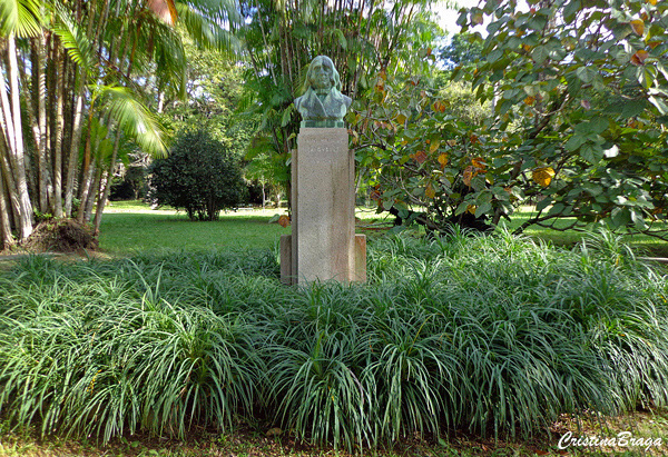 Pandano rasteiro - Pandanus racemosus