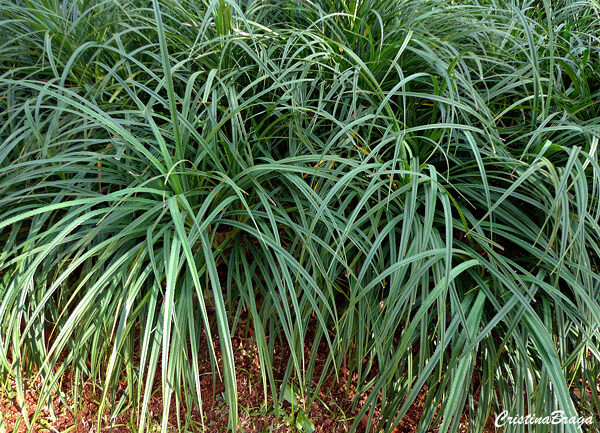 Pandano rasteiro - Pandanus racemosus