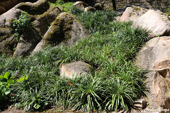 Pandano rasteiro - Pandanus racemosus