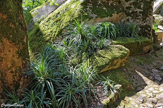 Pandano rasteiro - Pandanus racemosus