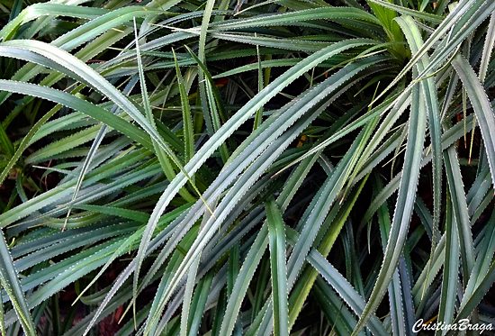 Pandano rasteiro - Pandanus racemosus