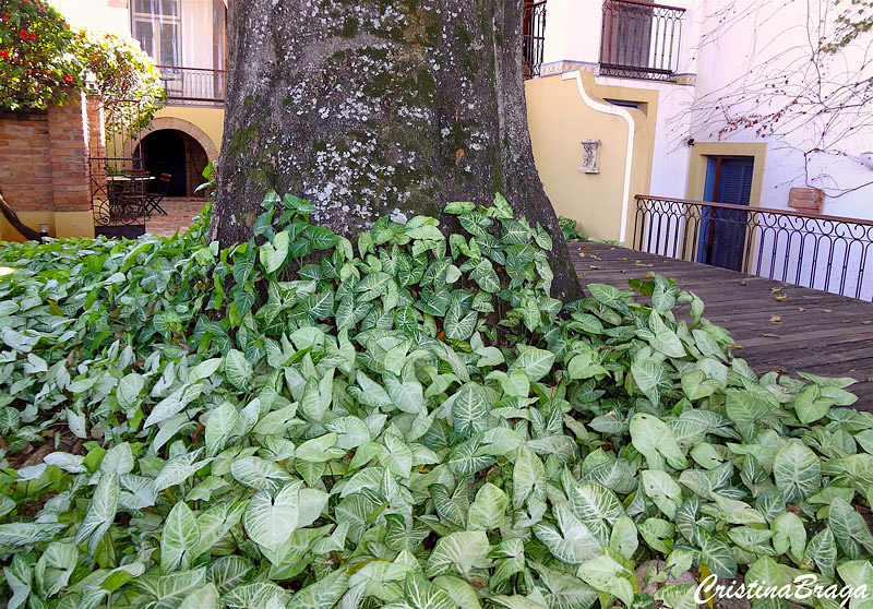 Singônio - Syngonium angustatum