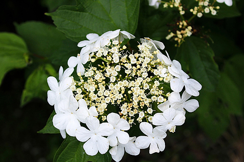 Viburnum plicatum var. Tomentosum Mariesii