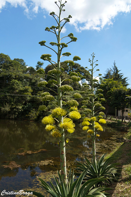 Agave - Agave americana