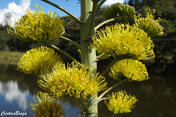 Agave - Agave americana