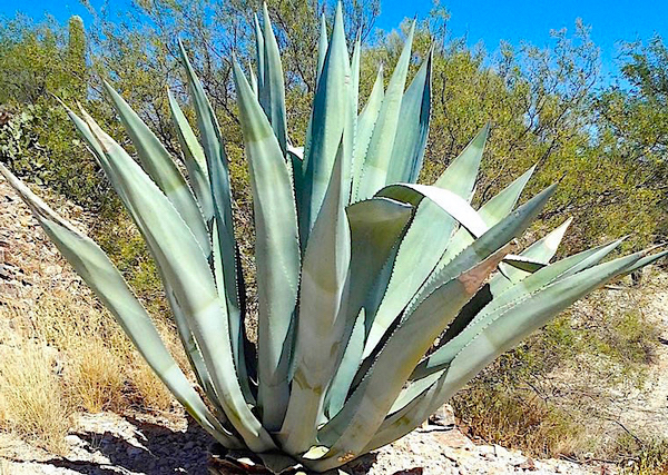 Agave - Agave americana