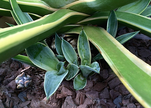 Agave desmettiana 'variegata'