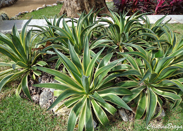 Agave desmettiana 'variegata'