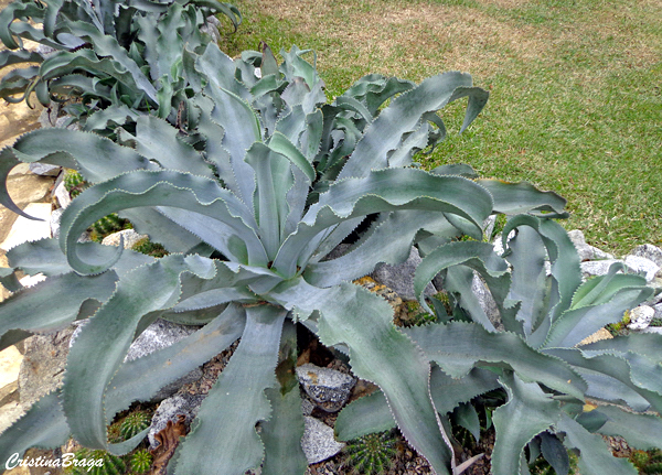 Agave gypsophila