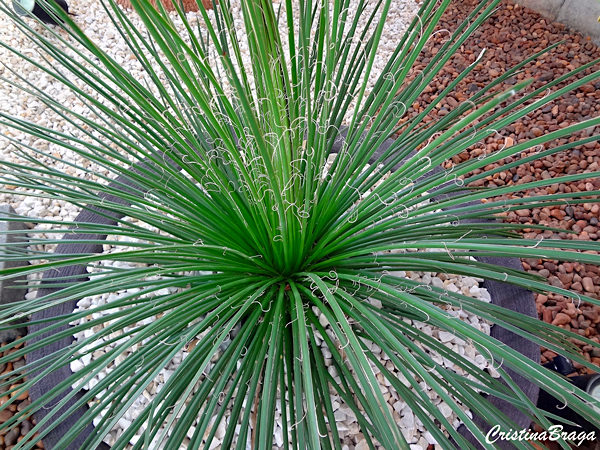 Agave Palito - Agave geminiflora