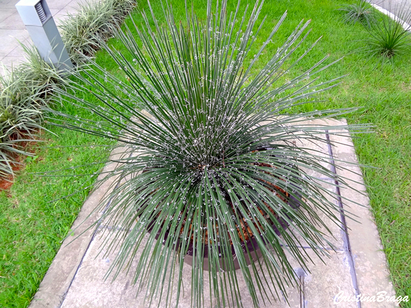 Agave Palito - Agave geminiflora