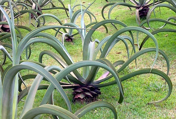 Agave polvo - Agave vilmoriniana