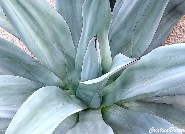 Agave salmiana