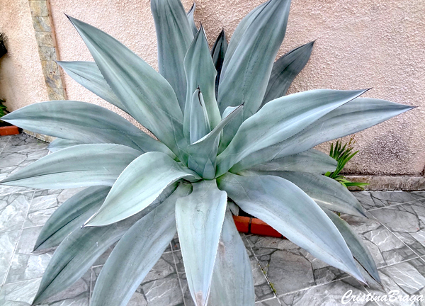 Agave salmiana