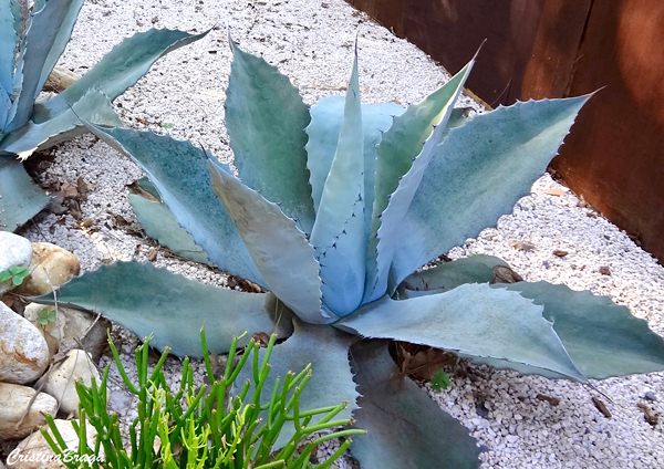 Agave salmiana var. ferox