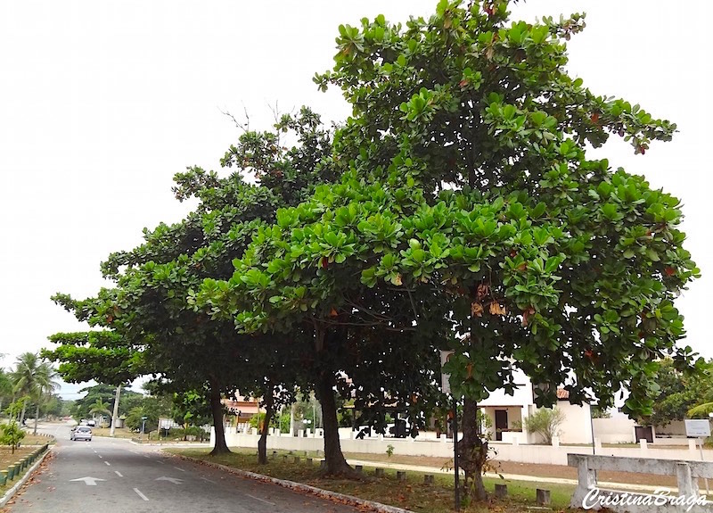 Amendoeira da praia - Terminalia catappa