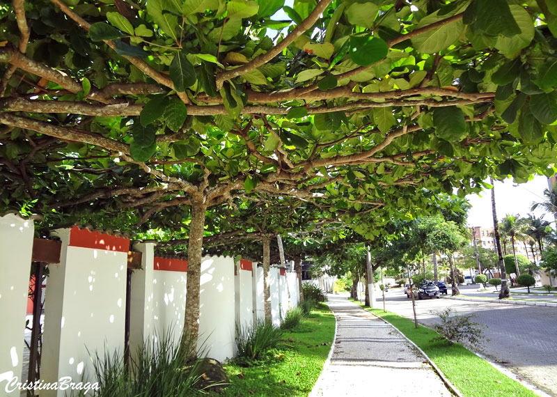 Amendoeira da praia - Terminalia catappa