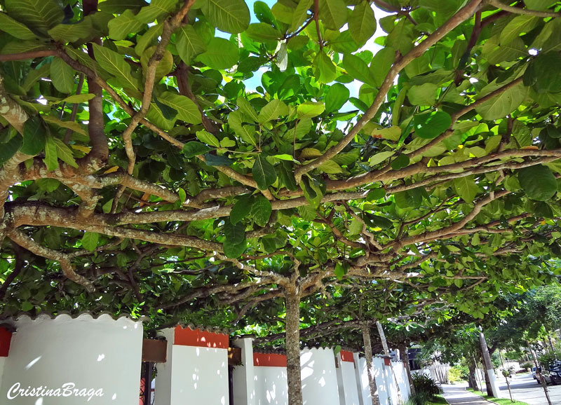 Amendoeira da praia - Terminalia catappa