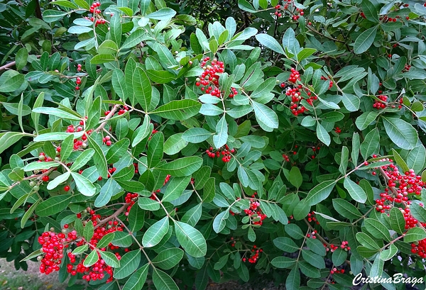 Aroeira vermelha - Schinus terebinthifolius