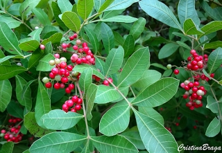 Aroeira vermelha - Schinus terebinthifolius - Flores e Folhagens