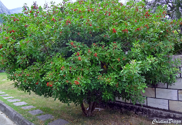 Aroeira vermelha - Schinus terebinthifolius