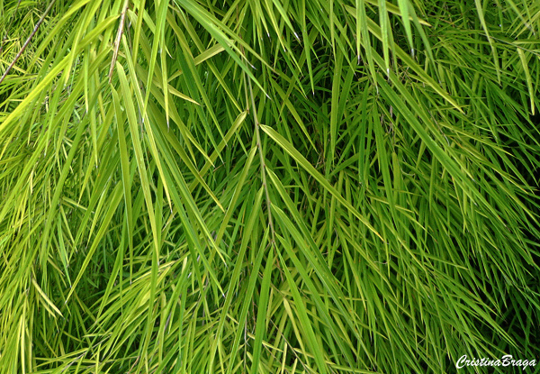 Bambu de jardim - Drepanostachyum falcatum