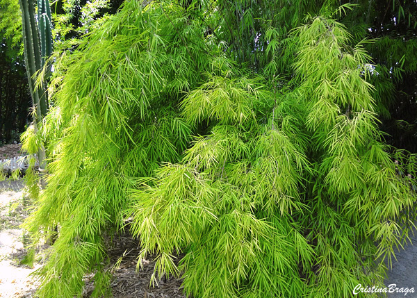 Bambu de jardim - Drepanostachyum falcatum