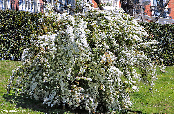 Buquê de noiva - Spiraea cantoniensis