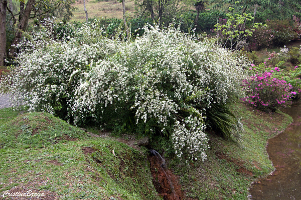 Buquê de noiva - Spiraea cantoniensis