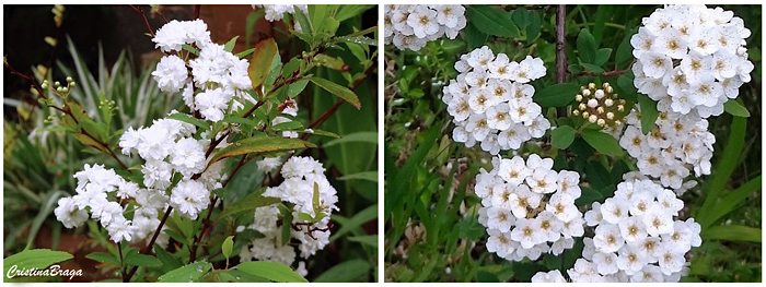 Buquê de noiva - Spiraea cantoniensis - Flores e Folhagens