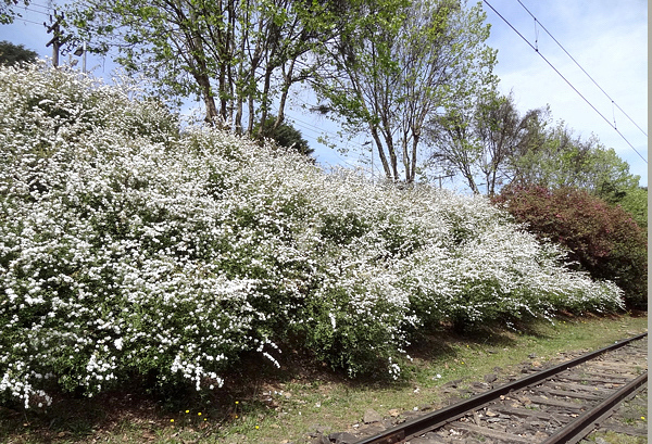 Buquê de noiva - Spiraea cantoniensis