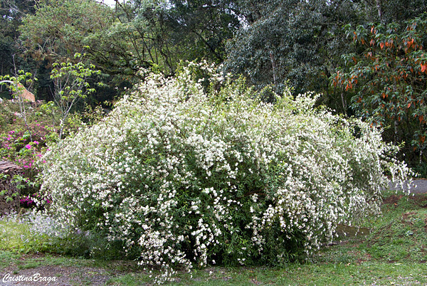 Buquê de noiva - Spiraea cantoniensis