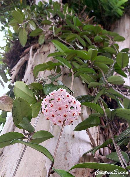 Flor de cera - Hoya carnosa
