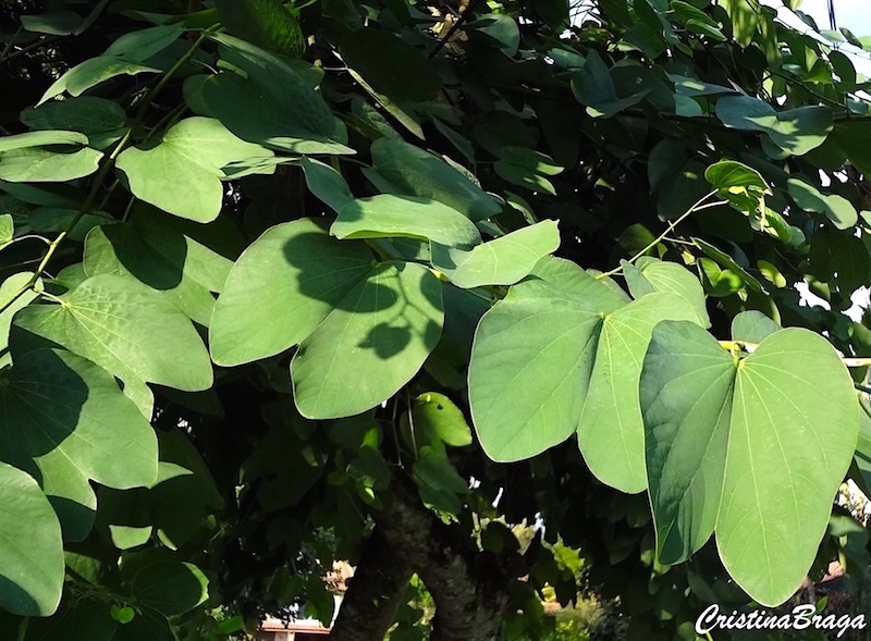 Pata de vaca - Bauhinia variegata