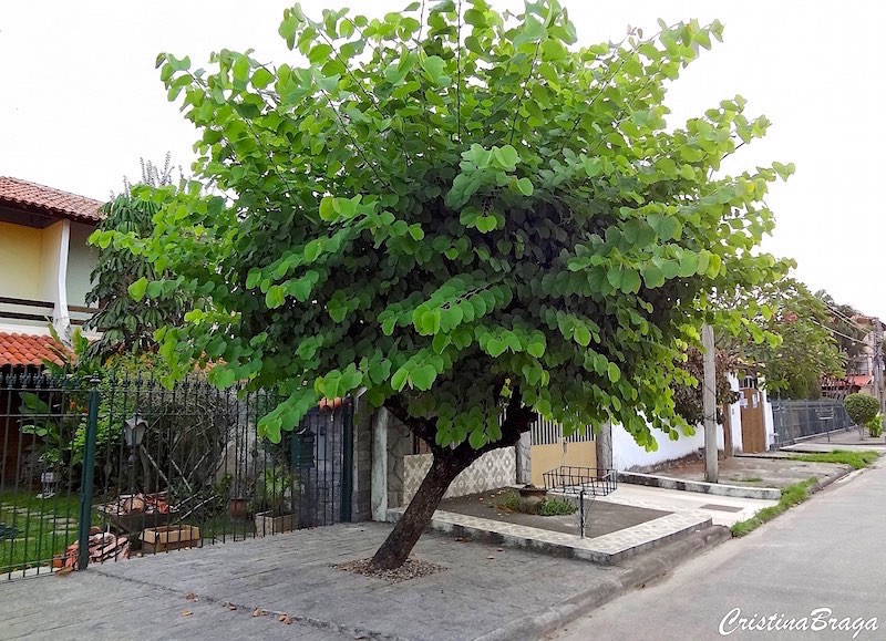 Pata de vaca - Bauhinia variegata