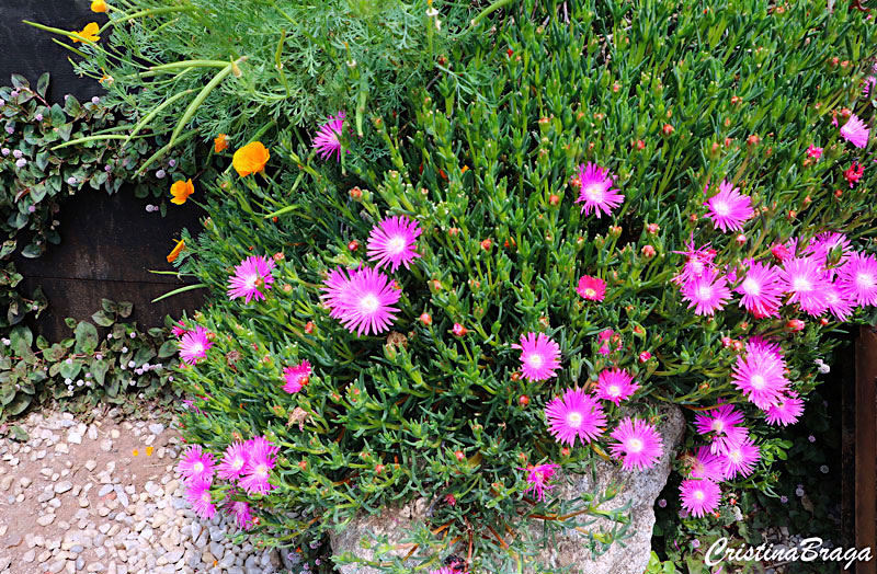 Cacto margarida - Lampranthus productus