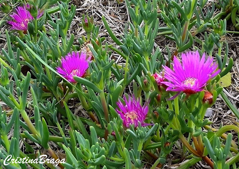 Cacto margarida - Lampranthus productus