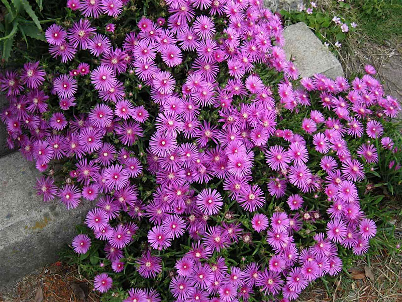 Cacto margarida - Lampranthus productus