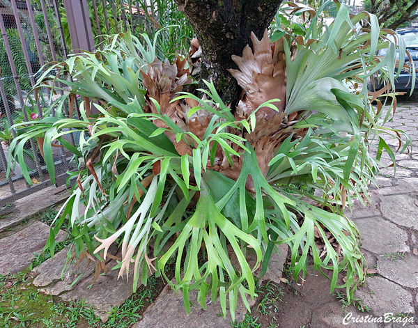 Tipos de Chifre de veado - Platycerium