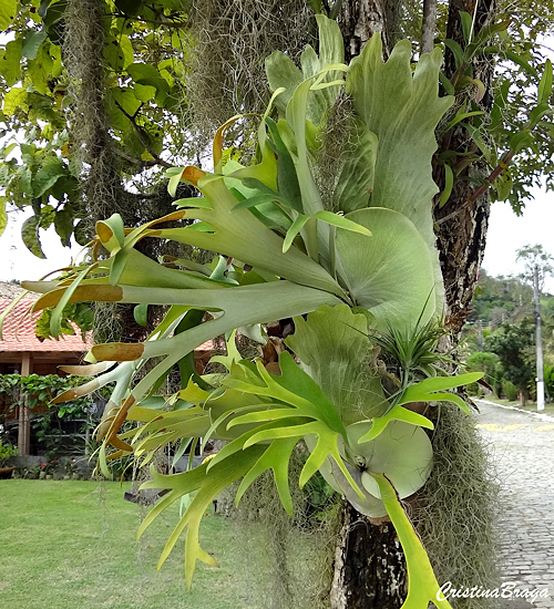 Chifre de veado - Platycerium