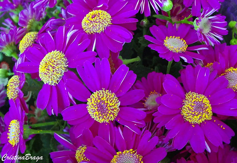 Cinerária dos floristas - Senecio cruentus