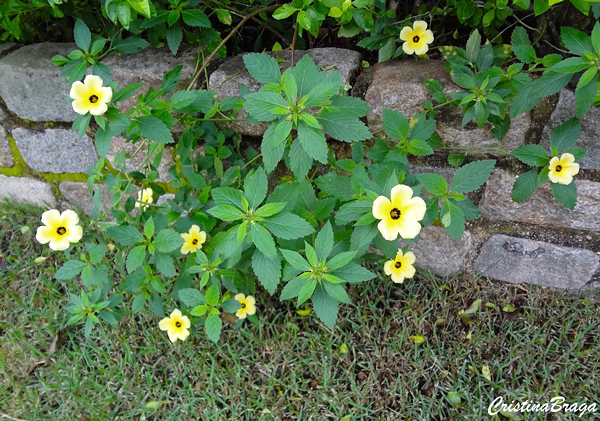 Flor do Guarujá - Turnera subulata