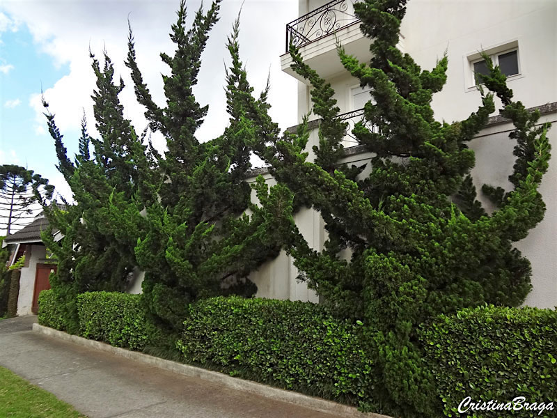 Kaizuka – Juniperus chinensis torulosa