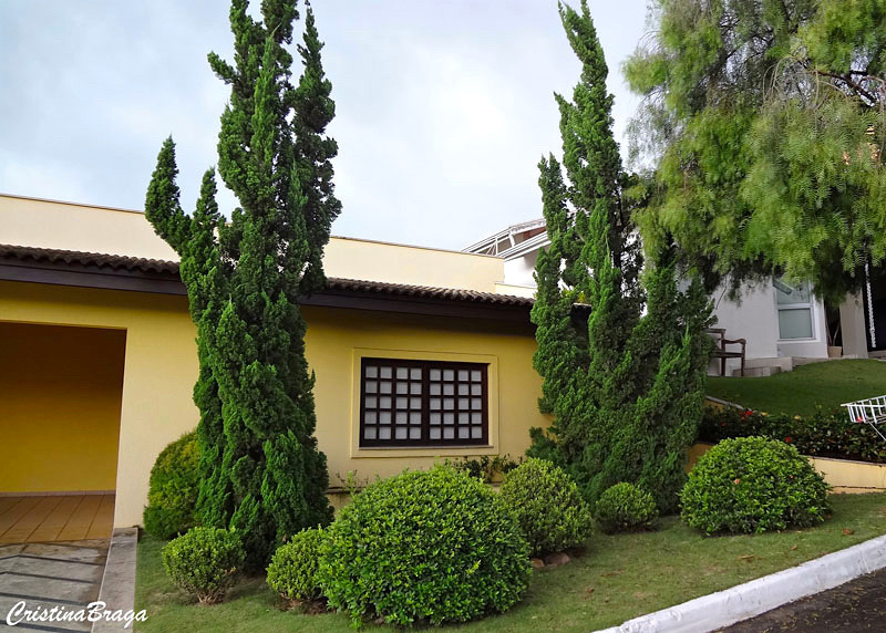 Kaizuka – Juniperus chinensis torulosa