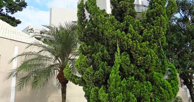 Kaizuka – Juniperus chinensis torulosa