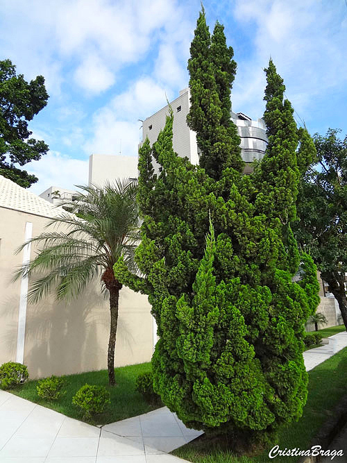 Kaizuka – Juniperus chinensis torulosa