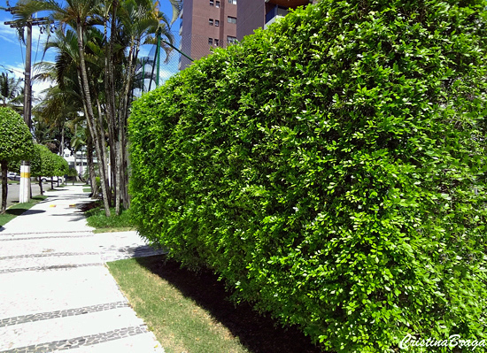 Murta de cheiro - Murraya paniculata