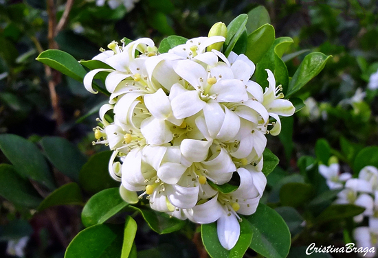 Murta de cheiro - Murraya paniculata